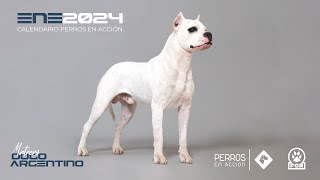 quotPerros en acciónquot Calendario 2024  Orígenes [upl. by Airb435]