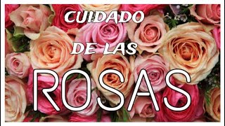 CUIDADO DE LAS ROSAS [upl. by Idalina]