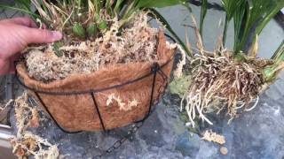 REPOTTING ORCHIDS LETS TRY AND REPOT A LARGE STANHOPIA ORCHID TOGETHER 1080p [upl. by Epul]