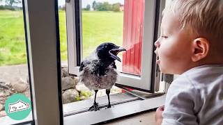 Wild Crow Knocks On Window To Play With His Baby Friend Every Day  Cuddle Buddies [upl. by Briscoe]