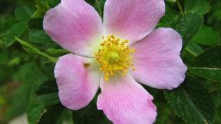 La flor de Bach Rosa Silvestre  Wild rose [upl. by Schmitt280]