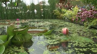 Nénuphar  floraison et entretien  Truffaut [upl. by Iroak]