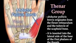 Muscles Of The Hand Thenar amp Hypothenar Groups  Everything You Need To Know  Dr Nabil Ebraheim [upl. by Anoiek]