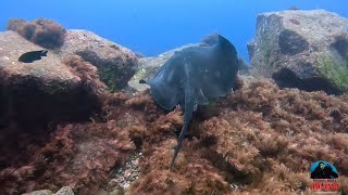 Faial Azores  Portugal  Radares  15072024  Norberto Diver [upl. by Epuladaugairam]