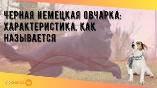 Черная немецкая овчарка характеристика как называется [upl. by Arolf]