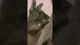 kangaroo cartoon cartoons cartoonvideo [upl. by Denn]