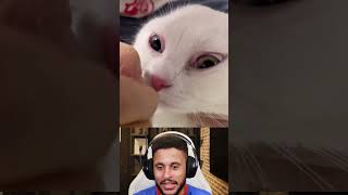 Olha oque aconteceu com esse gatinho [upl. by Allenotna918]