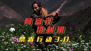 美军20年禁毒，阿富汗反沦为全球最大毒品生产国？Whose fault is the drug problem in Afghanistan the US or the Taliban【乌鸦校尉】 [upl. by Eillek243]