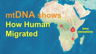 mtDNA shows how humans migrated across the World [upl. by Lexerd]