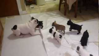 French bulldog playing with his pups [upl. by Annaesor]