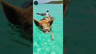 ISLA de los CERDOS en Bahamas ¡Descubre la Increíble Isla de los Cerdos Nadadores 🐷🌴 shorts [upl. by Fallon]