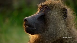 Planet Earth II  Series Premiere Coming in Early 2017 to BBC America [upl. by Thedrick]