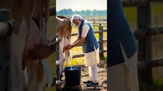 When Narendra Modi gets milk from cows Narendra Modi farming animatedcartoon [upl. by Noyes]