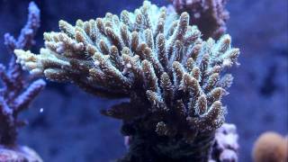 Acropora millepora [upl. by Ykcub]