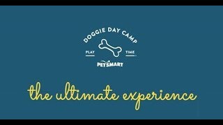 PetSmart Doggie Day Camp The Ultimate Dog Day Care Experience [upl. by Ardnal]