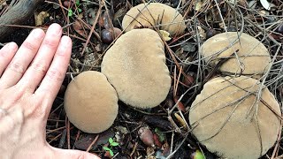 Lycoperdon perlatum o pedo de lobo un hongo curioso [upl. by Ecyned]