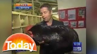 Reporter attacked by giant rooster  TODAY Show Australia [upl. by Errehs]