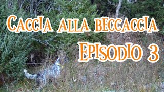 Beccacce d’Appennino… Caccia alla beccaccia 2024 Ep3  Woodcock hunting 2024  Ep3 [upl. by Lambrecht]