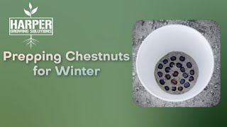 How to prepare nutschestnuts to over winter [upl. by Nomyt176]