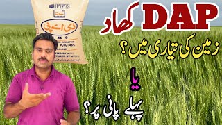 The ideal time and method for DAP fertilizer application in wheat crop  Abid Ali Agrarian [upl. by Essile]