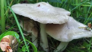 ЭНТОЛОМА САДОВАЯ где растет как отличить и как готовить Entoloma clypeatum 2020 [upl. by Anirec728]