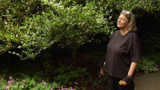 How to Prune a Sasanqua Camellia  Video Tutorials with Plant Amnesty [upl. by Rafe]