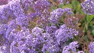 Limonium perezii  Statice  Sea Lavender [upl. by Modnar]