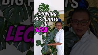 LECA Balls Grew My Plants Bigger than Soil Could plants houseplants lecalife [upl. by Tasiana]