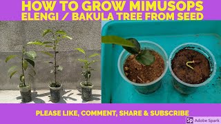 How to grow Mimusops elengi  Bakula from seed [upl. by Nirret]