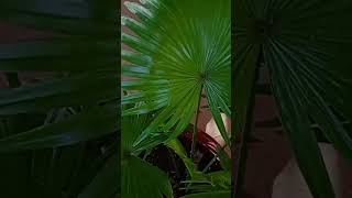 Livistona chinensis tropical plant Indoor decorating ideas trendingytshort school gardening [upl. by Helsell]