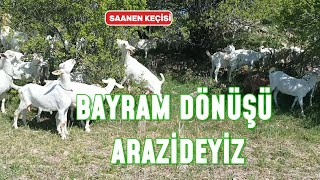 SAANEN SÜT KEÇİSİ  SÜT ÜRETİMİ  KEÇİ BAKIMI NE ZAMAN BAŞLAR [upl. by Yzdnil]