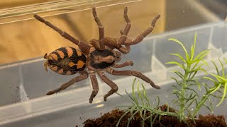 Hapalopus formosus aka the pumpkin patch tarantula rehouse [upl. by Anead]