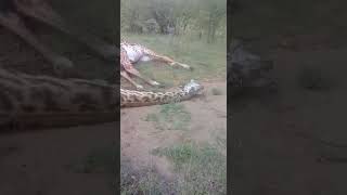 Giraffes fight to the death [upl. by Chaiken83]