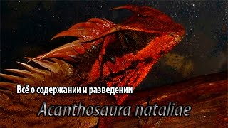 Содержание и разведение Acanthosaura nataliae [upl. by Buschi]