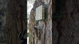 Nuttalls Woodpecker🐦Afternoon Suet Peck nuttallswoodpecker [upl. by Cathlene]