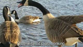 What Can We Learn From Geese [upl. by Elish372]