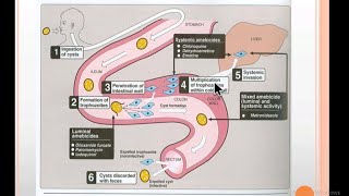 Pharmacotherapy of Amoebic and helminthic infection  PHARMACOLOGY [upl. by Orapma]