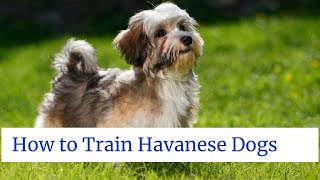 How to Train Havanese Dogs  How to train havanese puppies not to bite [upl. by Bronson911]