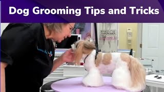 Dog Grooming A Shih Tzu named Kiddo in a Fusion Style trim and a Senior Lhasa Apso named Chewy [upl. by Ewens]