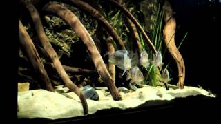 1307060 Geophagus SP Pindare Aquarium [upl. by Ylrrad]