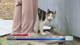 Onslow County woman who had 200 cats now down to 80 [upl. by Halbeib]