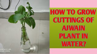 177 How to grow cuttings of Ajwain plant [upl. by Aivatnwahs]