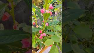 Balsam plant ko kaise lagaye reels garden monsoongarden gardenflowers [upl. by Laucsap]