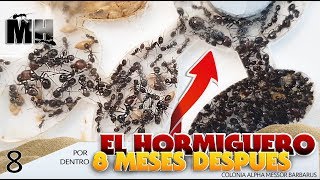 EL HORMIGUERO POR DENTRO 8 MESES DESPUÉS  Hormigas Messor Barbarus [upl. by Assened]