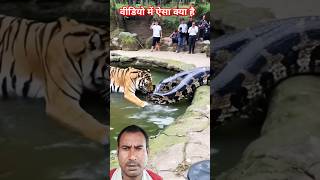 Which is more powerful a tiger or a python Who will become food😮 youtubeshorts shorts viral [upl. by Iadam982]