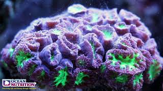 Ocean nutrition reef pulse  Blastomussa wellsi [upl. by Ahseinek]