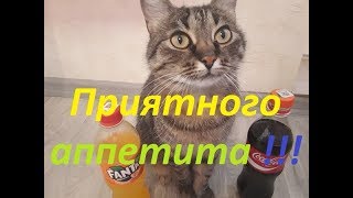 Что любит кошка Дося молоко кокакола или фанта [upl. by Aikemat892]