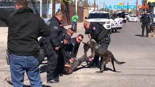 Armados hasta los dientes los K9 de la Policía de Mexicali [upl. by Shayn156]