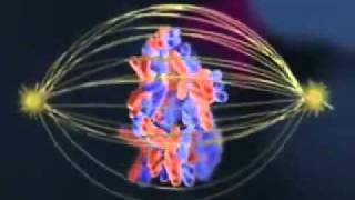 Biology Meiosis cell division [upl. by Aitnauq]