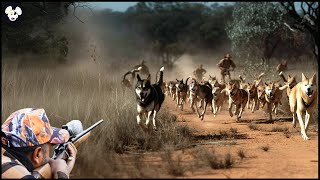 How Do Australian Farmers Deal With Millions Of Wild Boar Dingoes And Red Foxes With Guns And Traps [upl. by Shaina]